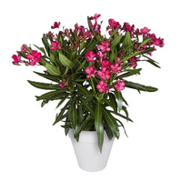 Nerium oleander rouge incl. Cache-pot Elho blanc