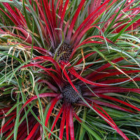 Fascicularia 'Bicolor' Rouge-Violet avec pot décoratif