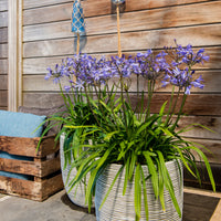 Lis africain Agapanthus 'Summer Love' Bleu
