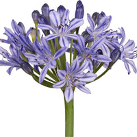 Lis africain Agapanthus 'Summer Love' Bleu