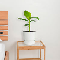 Bananier Musa basjoo avec pot décoratif Elho blanc