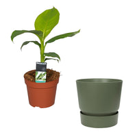 Bananier Musa basjoo avec  Cache-pot Elho vert