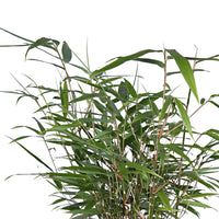 2 Bambou Fargesia rufa incl. Cache-pot Capi gris