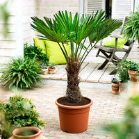 Palmier de Chine Trachycarpus fortunei incl. Cache-pot Capi gris