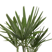 Palmier de Chine Trachycarpus fortunei incl. Cache-pot Capi gris