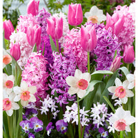 40x Bulbes de fleurs - Mélange 'Border Garden Pink' rose
