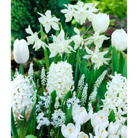 40x Bulbes de fleurs - Mélange 'Border Garden White' blanc