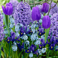 40x Bulbes de fleurs - Mélange 'Border Garden Blue' bleu