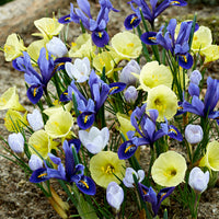 40x Bulbes de fleurs - Mélange 'Early Bird' bleu-violet-jaune