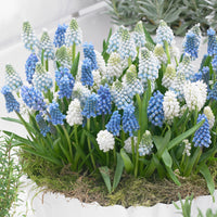 50x Muscaris  Muscari - Mélange 'Spring Hill Blend' bleu-blanc