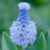 50x Muscaris  Muscari azureum bleu