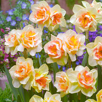 15x Grandes fleurs narcisses Narcissus 'Sweet Ocean' blanc-orangé