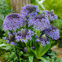 3x Jacinthe étoilée Scilla - Mélange 'Peruviana Mix'