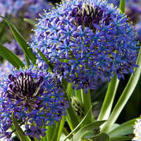 3x Jacinthe étoilée Scilla - Mélange 'Peruviana Mix'