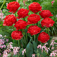 20x Tulipes Tulipa 'Pamplona' rouge