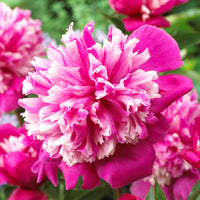 Pivoine Paeonia 'Celebrity' violet-rose - Plants à racines nues