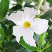 Jasmin du Chili Mandevilla 'Rio' blanc