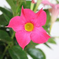 Jasmin du Chili Mandevilla 'Rio' rose