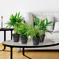 4x Plantes purificatrices d'air - Mélange incl. Cache-pots Artstone Noir
