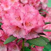 Rhododendron 'Wine & Roses' rose