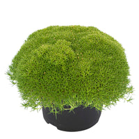 Match & Moss 'Pine Green'