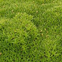Match & Moss 'Pine Green'