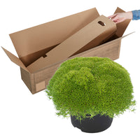 Match & Moss 'Pine Green'