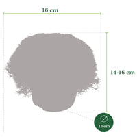 Match & Moss 'Pine Green'