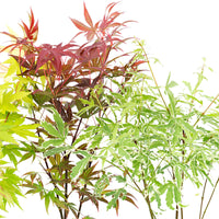 4x Érable du Japon Acer palmatum - Mélange 'Colorful Leaves' Orangé-Violet-Vert-Rouge