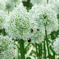 15x  Allium 'Mount Everest' Blanc