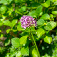 15x Allium 'Purple Sensation' Violet
