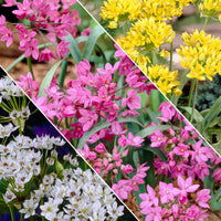 200x Ail d'ornement Allium - Mélange 'Butterfly' jaune-blanc-rose Jaune-Blanc-Rose