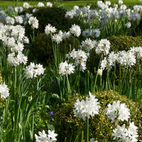 10x Narcisse Narcissus 'Paperwhite' blanc