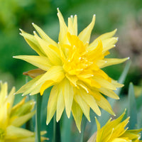 20x Narcisses  Narcissus 'Rip van Winkle' jaune