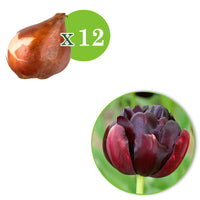 12x La tulipe Tulipa 'Black Hero' violet
