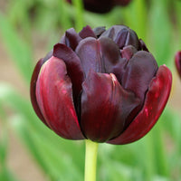12x La tulipe Tulipa 'Black Hero' violet