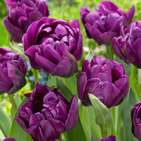 18x Tulipes Tulipa 'Negrita Double' violet