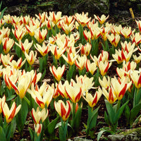 18x Tulipes Tulipa 'The First' rouge