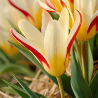 18x Tulipes Tulipa 'The First' rouge