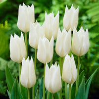 18x Tulipes Tulipa 'White Triumphator' blanc