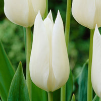 18x Tulipes Tulipa 'White Triumphator' blanc