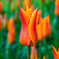 18x Tulipes Tulipa 'Ballerina' orangé