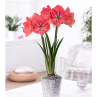 Amaryllis Hippeastrum rose