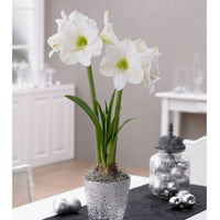 Amaryllis Hippeastrum blanc