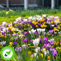 25x Crocus Crocus - Mélange 'Bee Hotel'