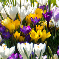 25x Crocus Crocus - Mélange 'Bee Hotel'
