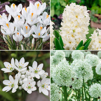 50x Bulbes de fleurs - Mélange 'White Collection' blanc