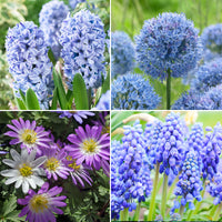 50x Bulbes de fleurs - Mélange 'Blue Collection' bleu