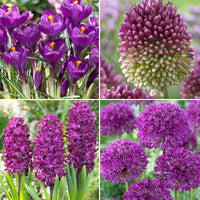 50x Bulbes de fleurs - Mélange 'Purple Collection' violet