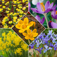50x Bulbes de fleurs - Mélange 'Bees & Butterflies' violet-jaune-bleu